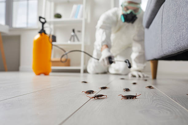 Commercial Rodent Management in Kualapuu